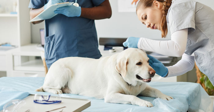 Skipping Vet Checkups