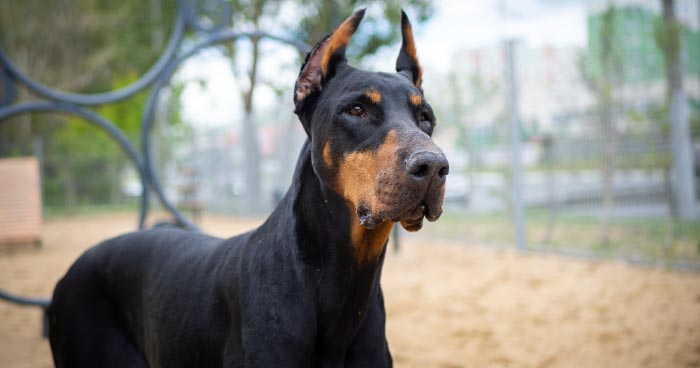 Doberman Pinscher