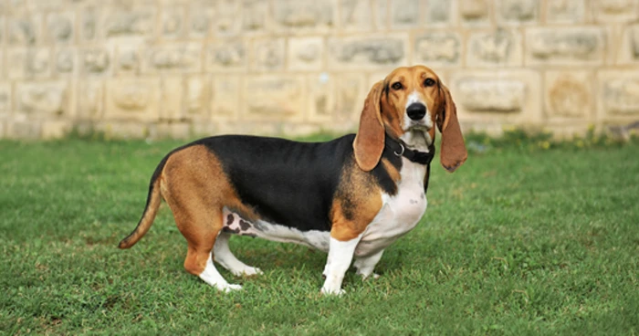 Basset Hound
