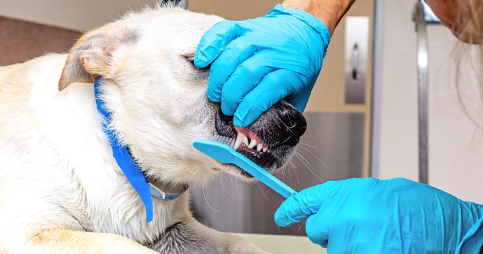 Ignoring Dental Health