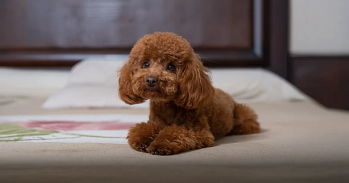 Toy Poodle