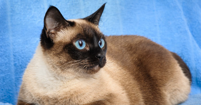 Siamese