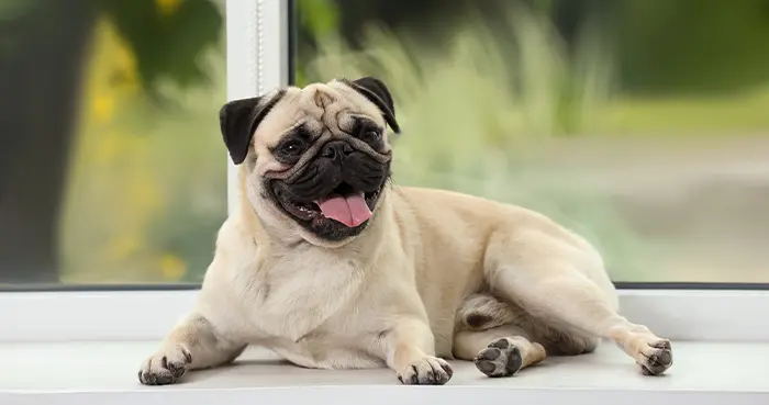 Flat-Faced or Brachycephalic Breeds