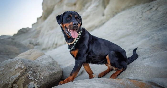 Rottweiler