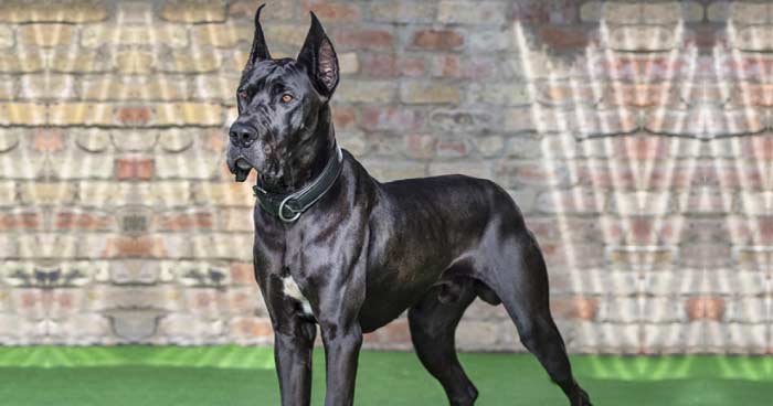 Great Dane