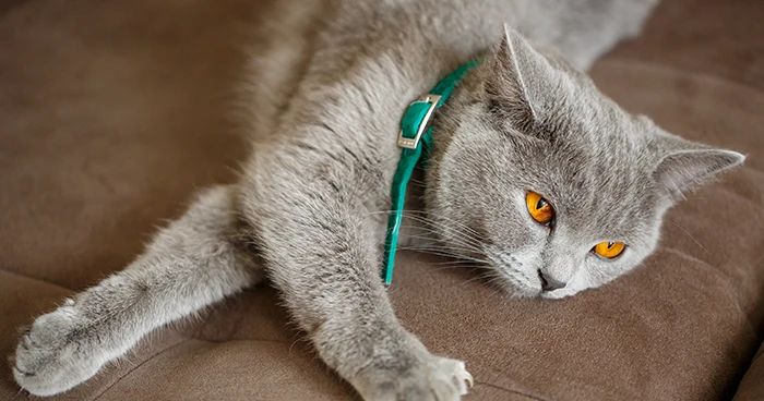 Collar and Dog Tags