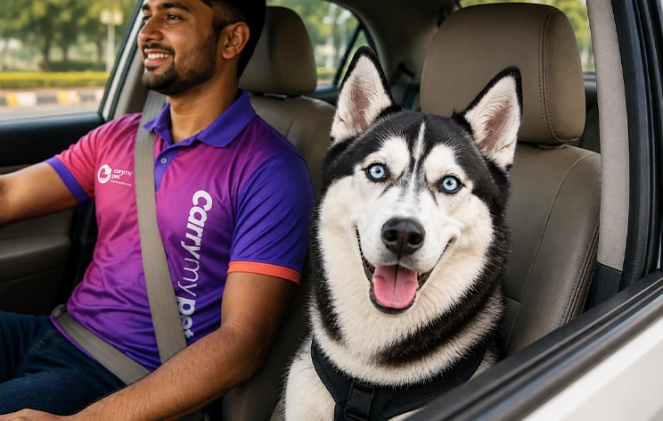 Domestic Pet Relocation Services | Door To Door Pet Shipping service