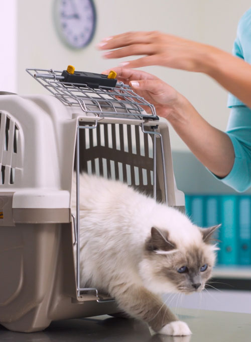 HOW-MUCH-DOES-PET-TRANSPORTATION-COST