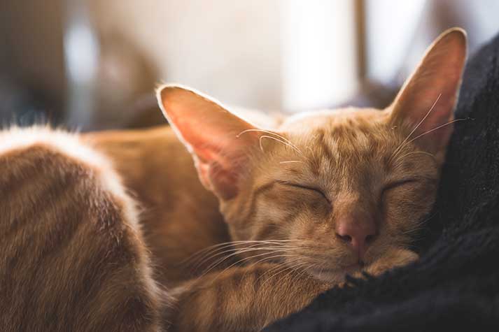 Pet Relocation Blog: Expert Tips