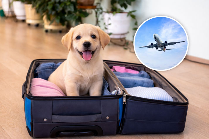 Pet Relocation Blog: Expert Tips