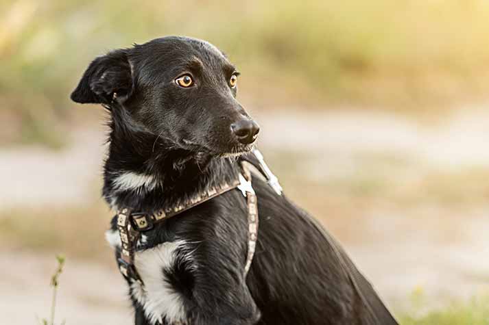 Pet Relocation Blog: Expert Tips