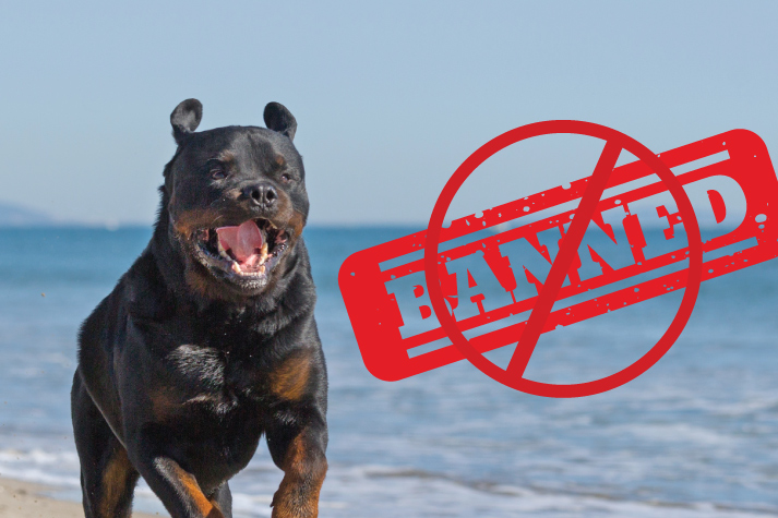 All dangerous online dog breeds
