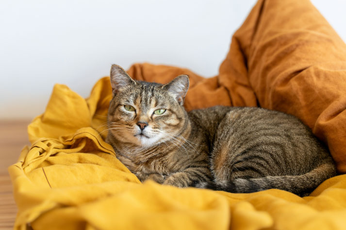 Pet Relocation Blog: Expert Tips