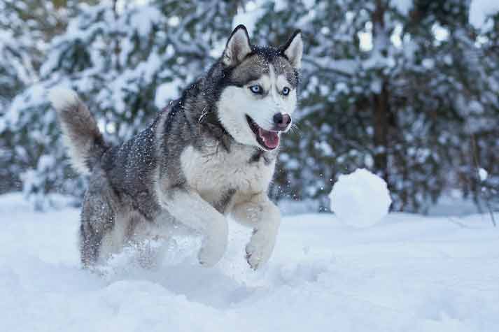 Pet Relocation Blog: Expert Tips