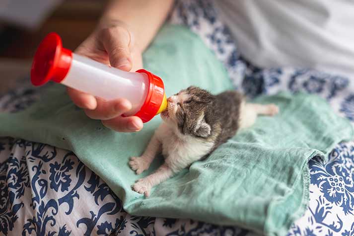 Pet Relocation Blog: Expert Tips