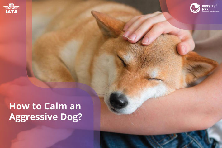 Calming deals aggressive dogs