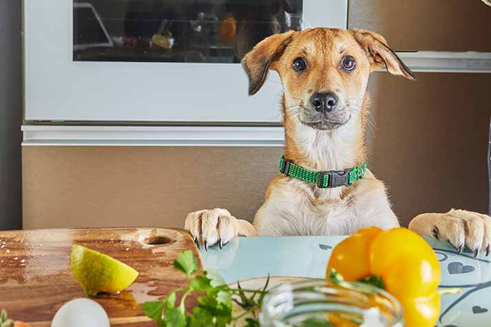 Pet Relocation Blog: Expert Tips