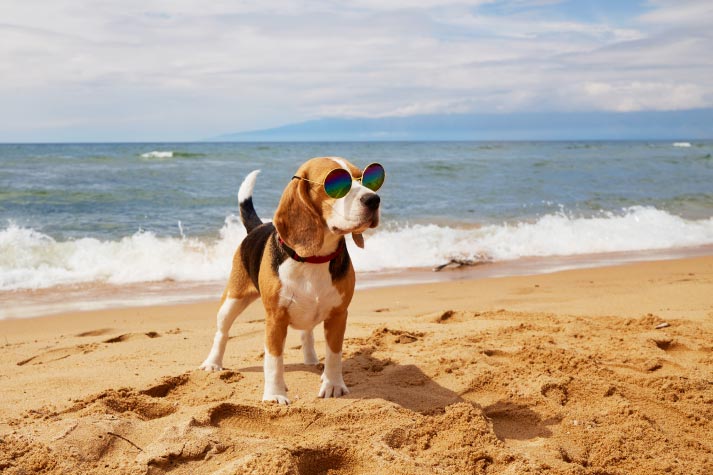 Pet Relocation Blog: Expert Tips