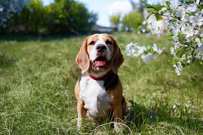 Pet Relocation Blog: Expert Tips