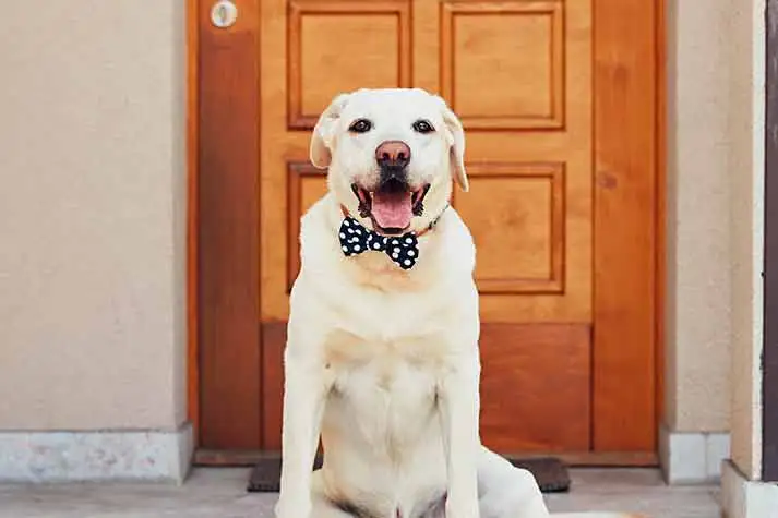 Pet Relocation Blog: Expert Tips