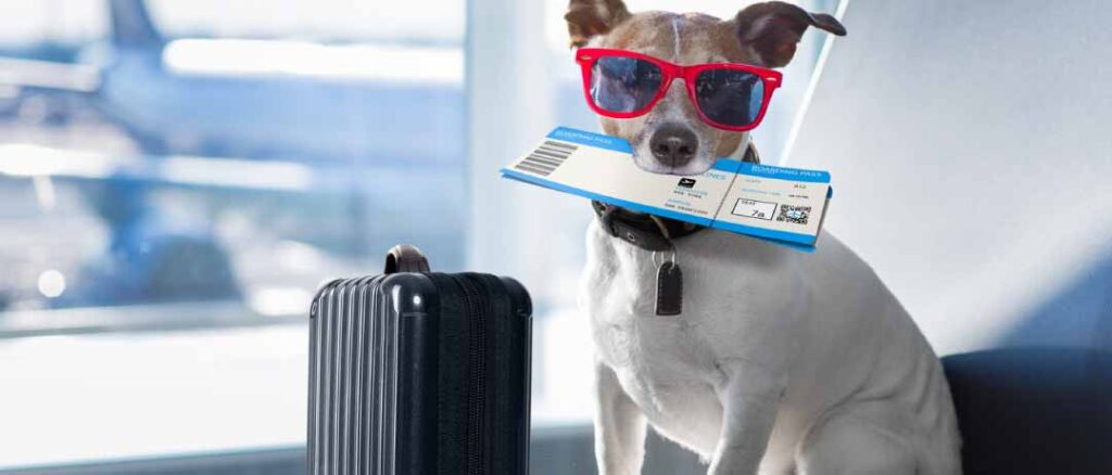 1-Choosing-an-airline-that-suits-your-pets-need