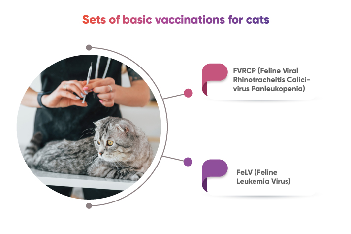 Sets-of-basic-vaccinations-for-cats